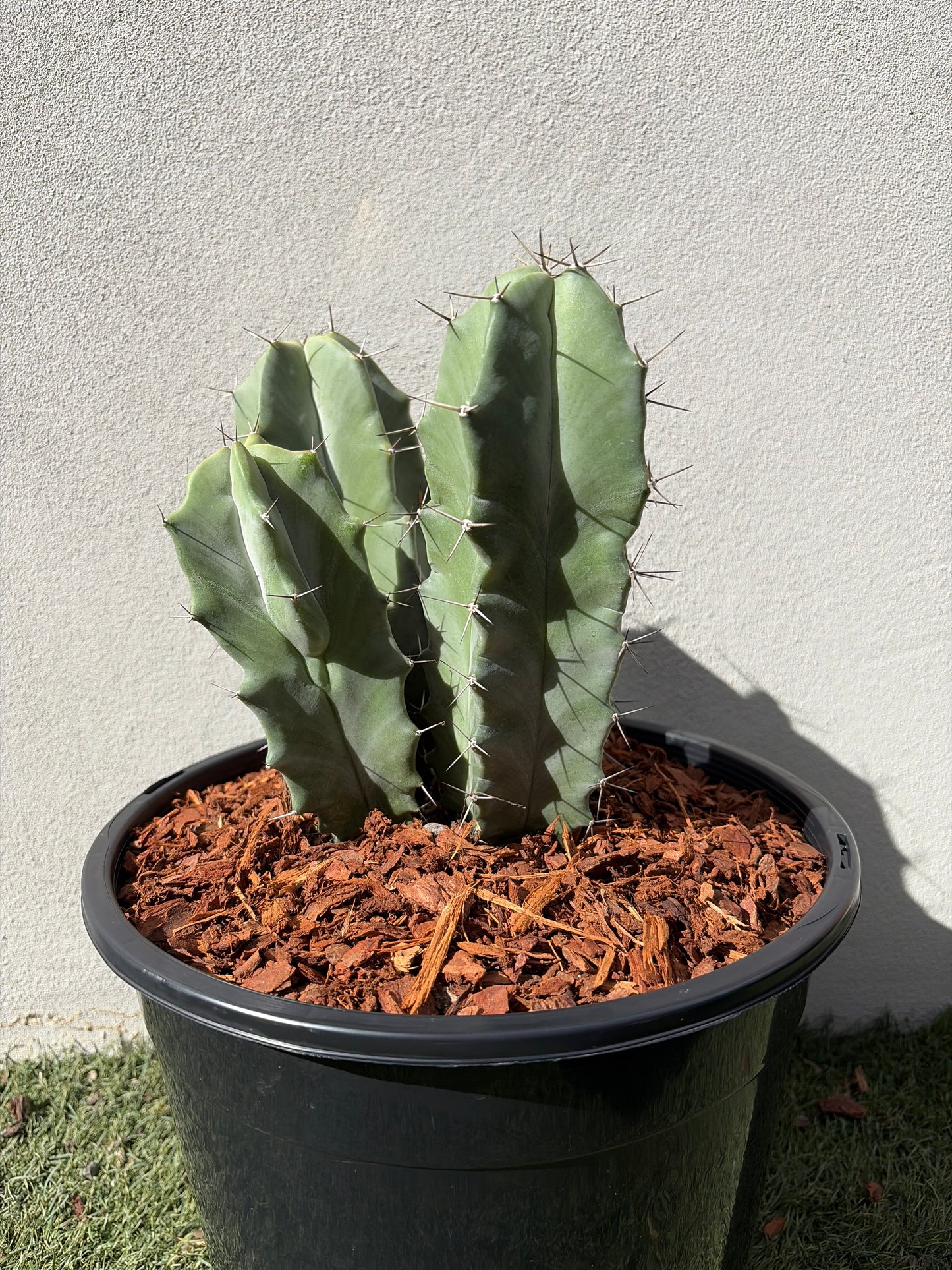 Grey Organ Pipe Cactus - Stenocereus thurberi
