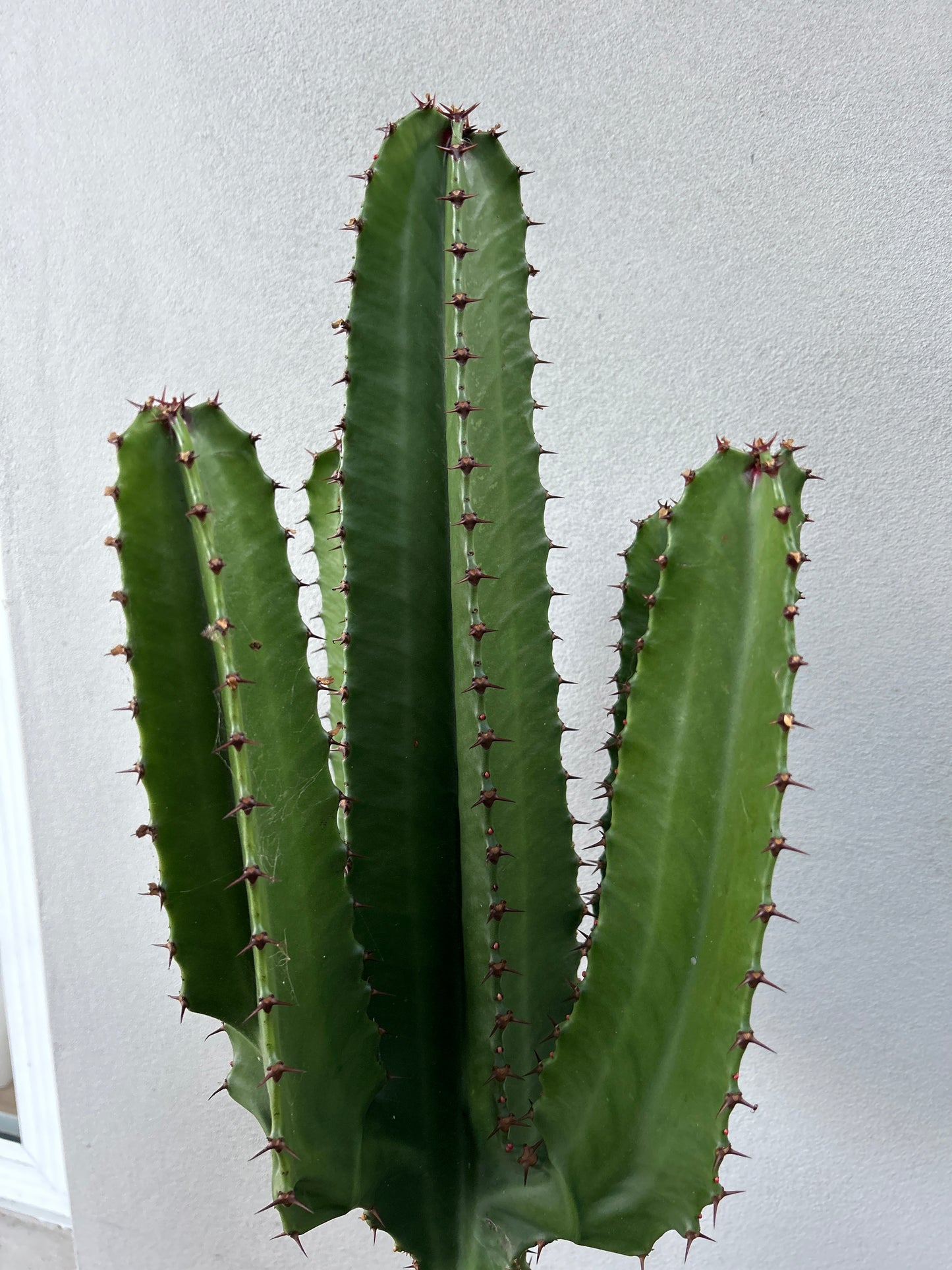 Euphorbia Cowboy - 4 Arms