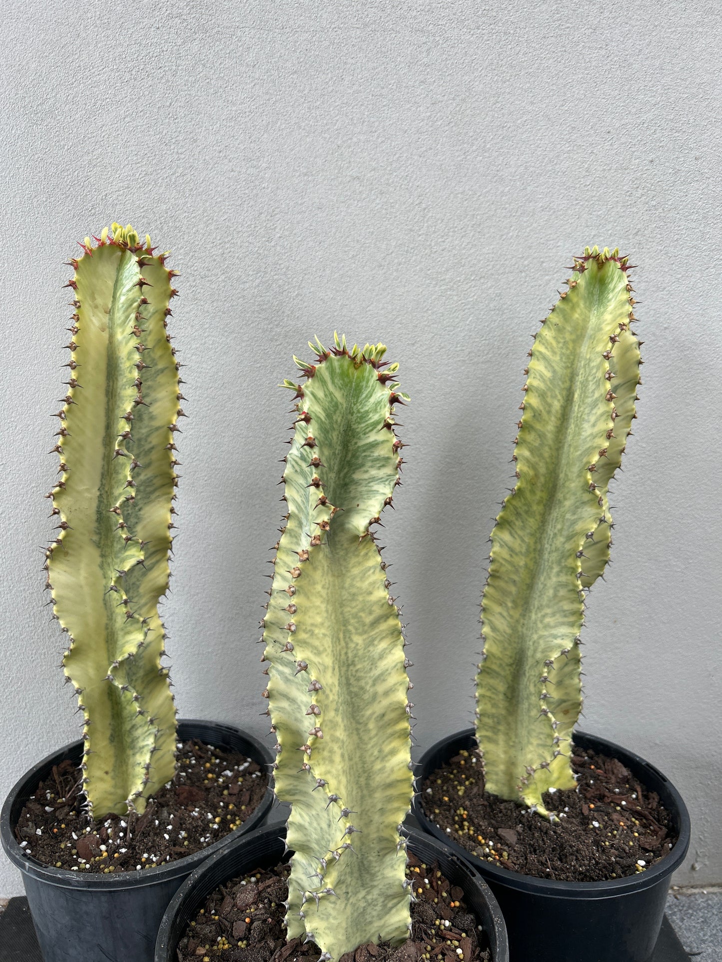 Euphorbia Ammak