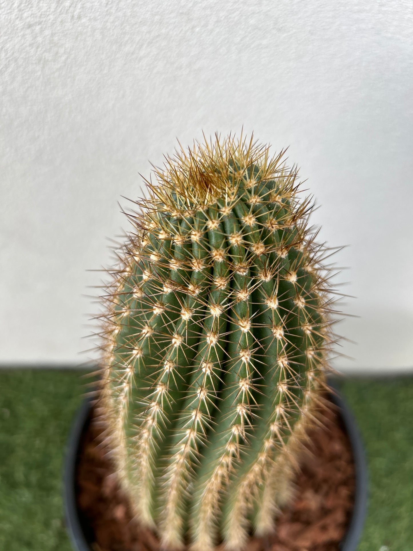 Echinopsis schickendantzii