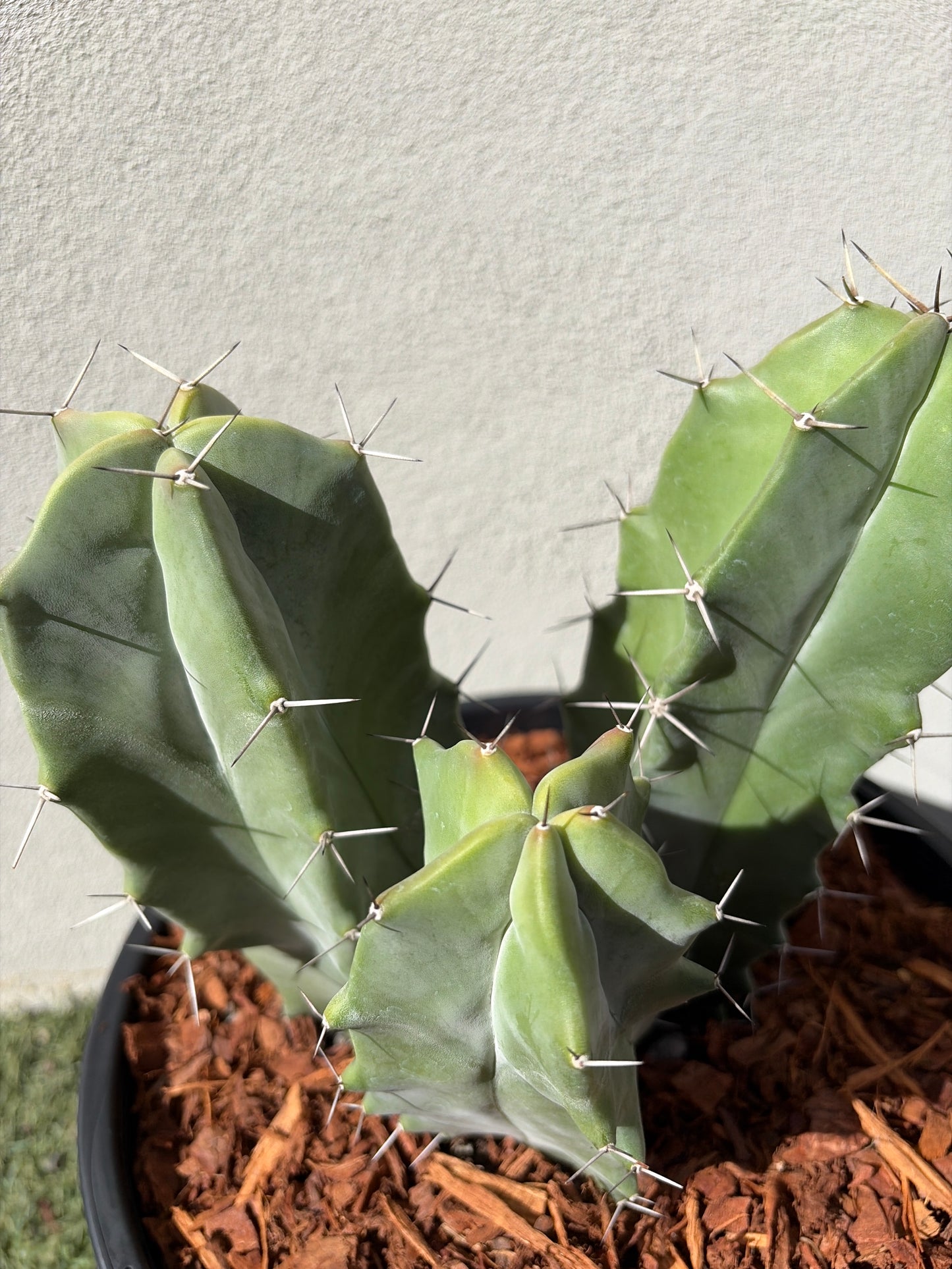 Grey Organ Pipe Cactus - Stenocereus thurberi