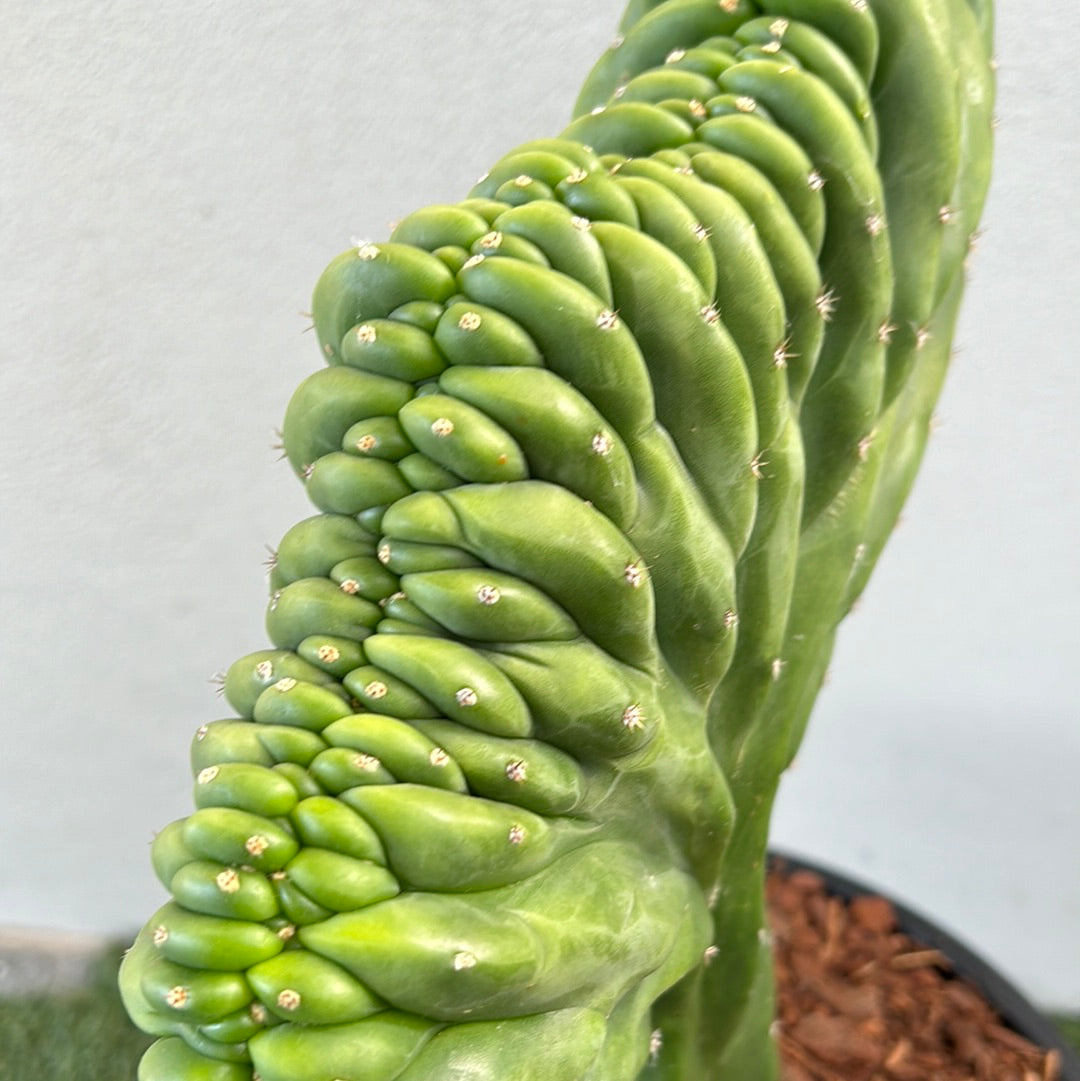 CRESTED Hulk x Scop Cactus