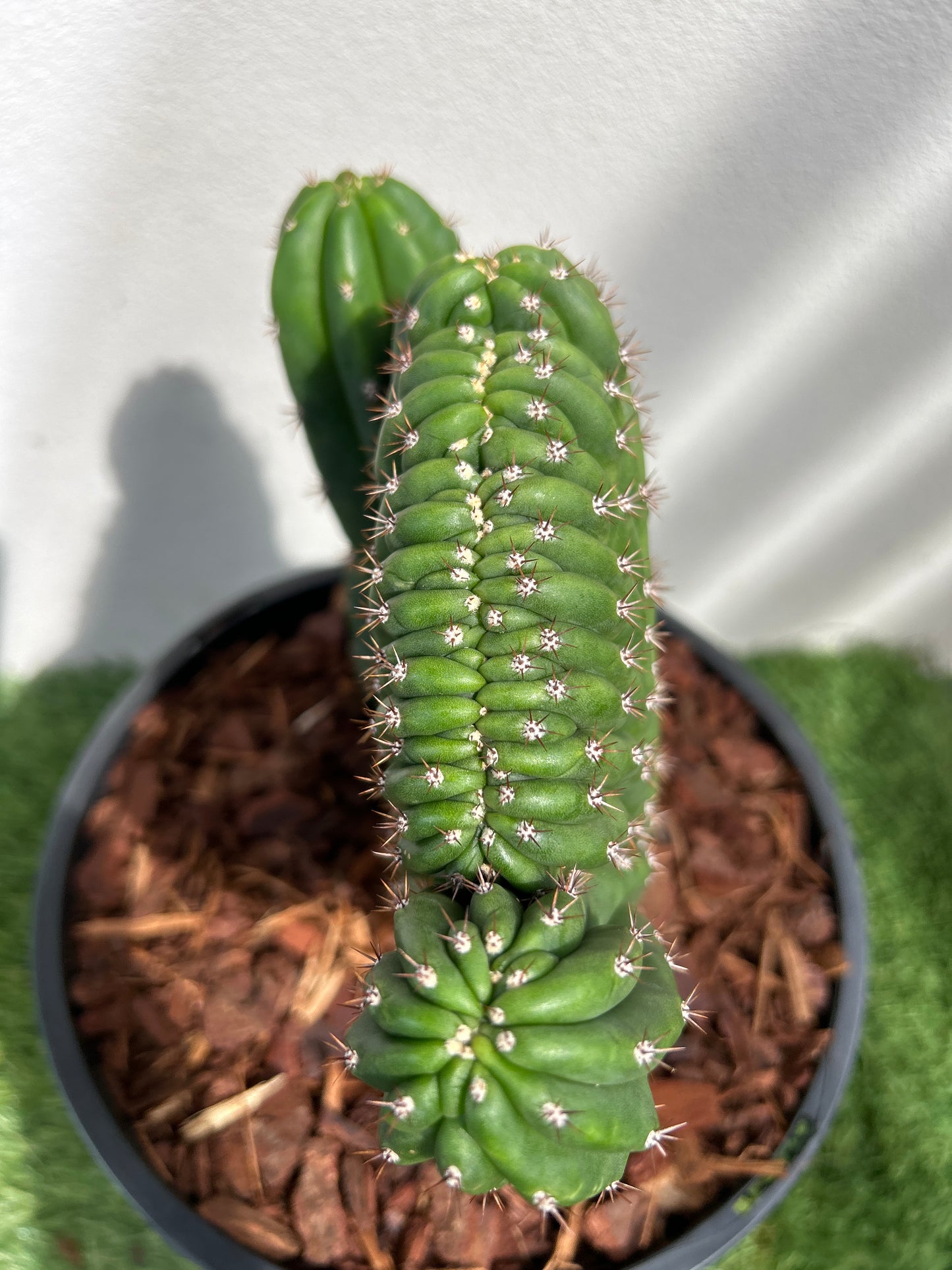 CRESTED Cactus small