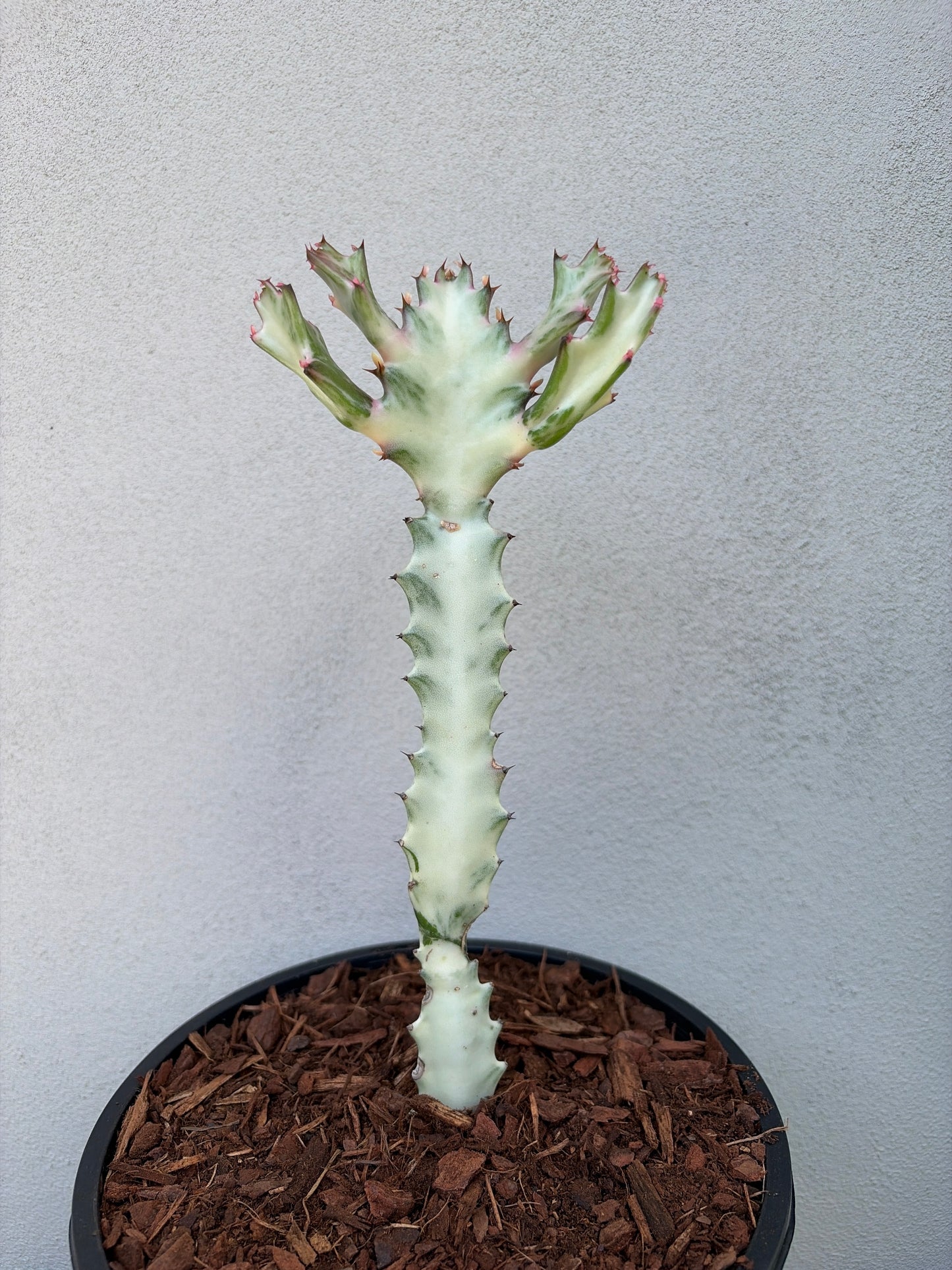 Ghost Cactus (Euphorbia lactea)