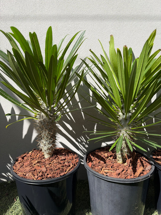 Madagascar Palm Small