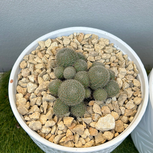 Cluster Cactus