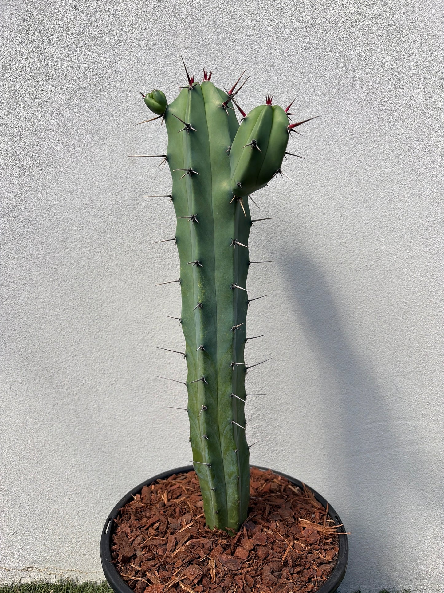 Myrtillocactus 3 arms