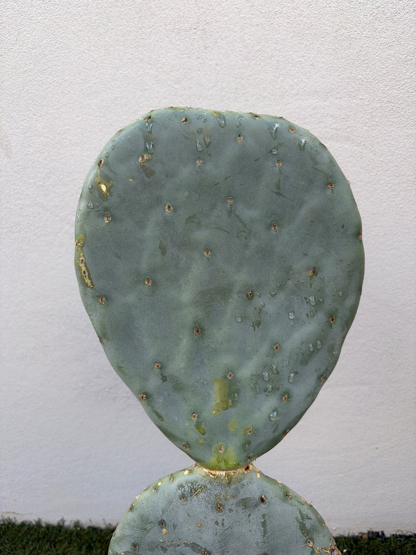 Burbank Spineless Cactus
