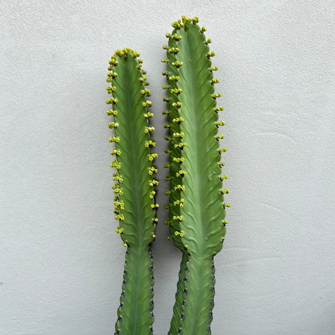 Euphorbia Ingen Cutting