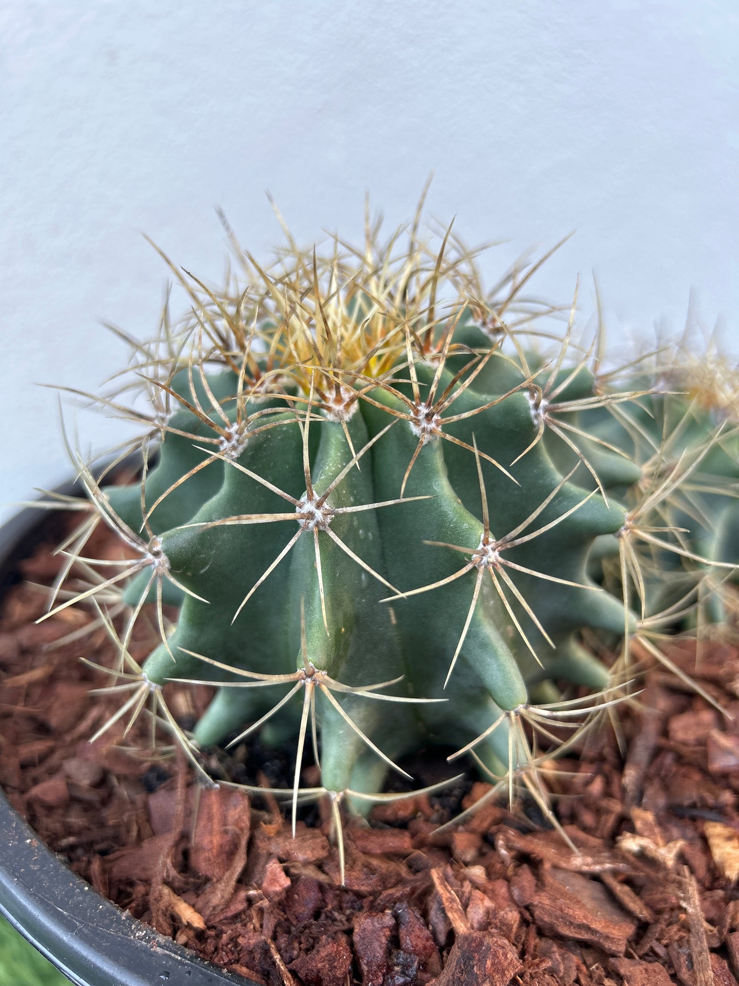 Blue Barrel Cactus - Multi