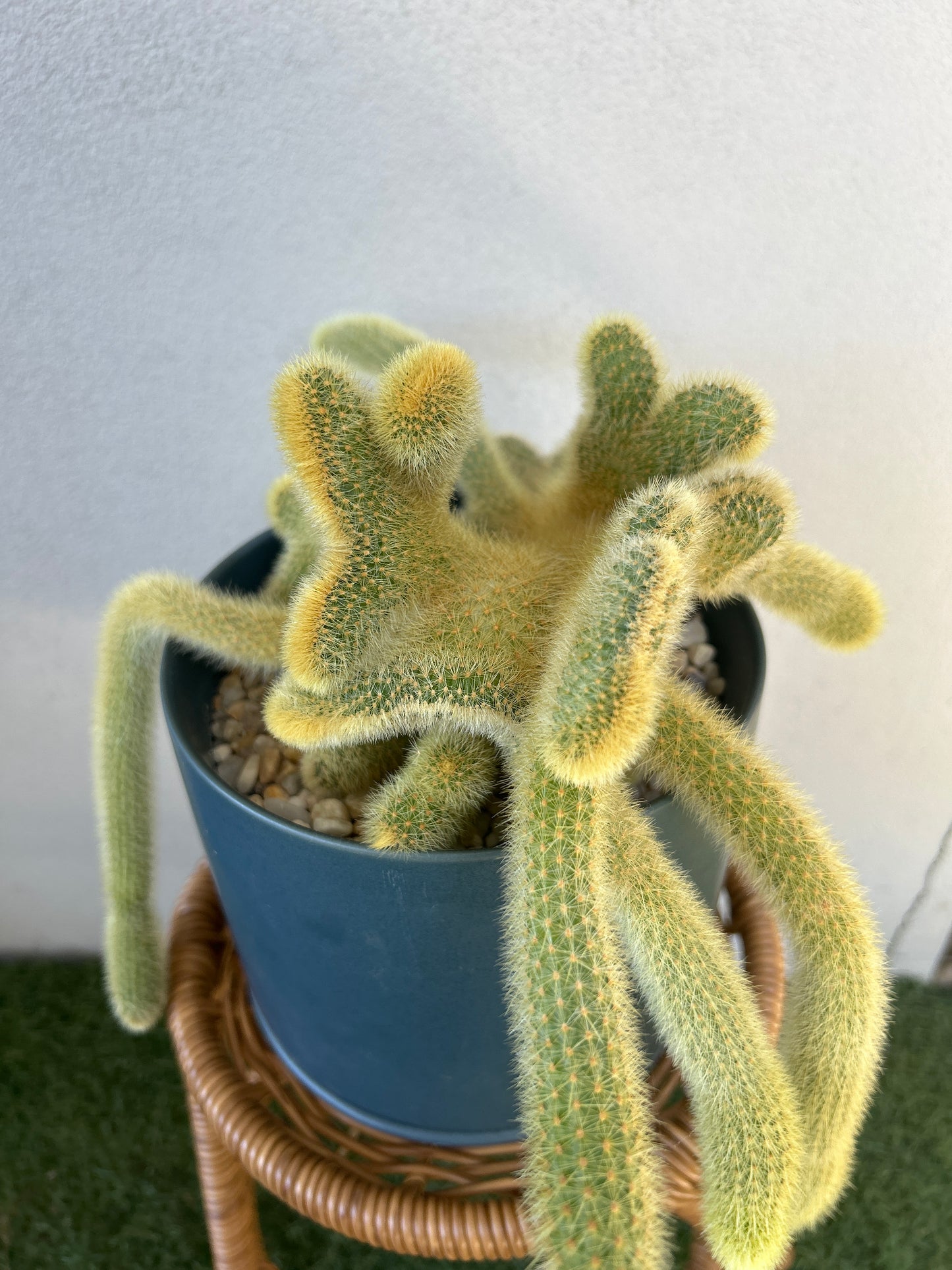 Crested Golden Rat Tail Cactus