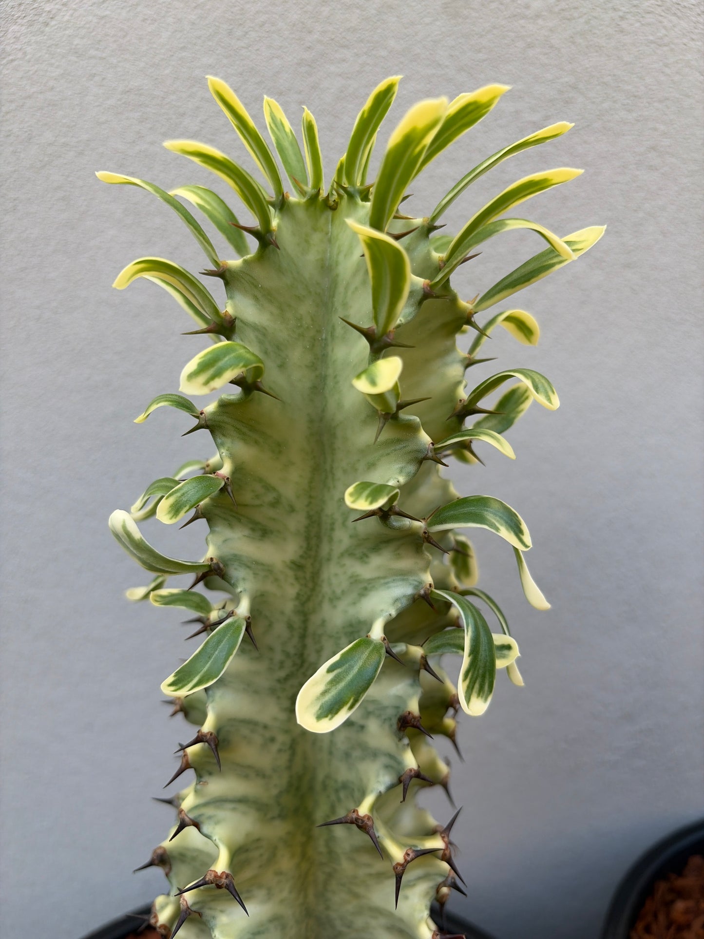 Euphorbia Ammak