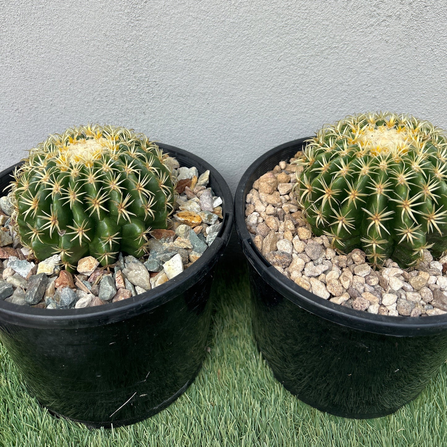 Echinocactus Brevispinus (Short spine barrel)