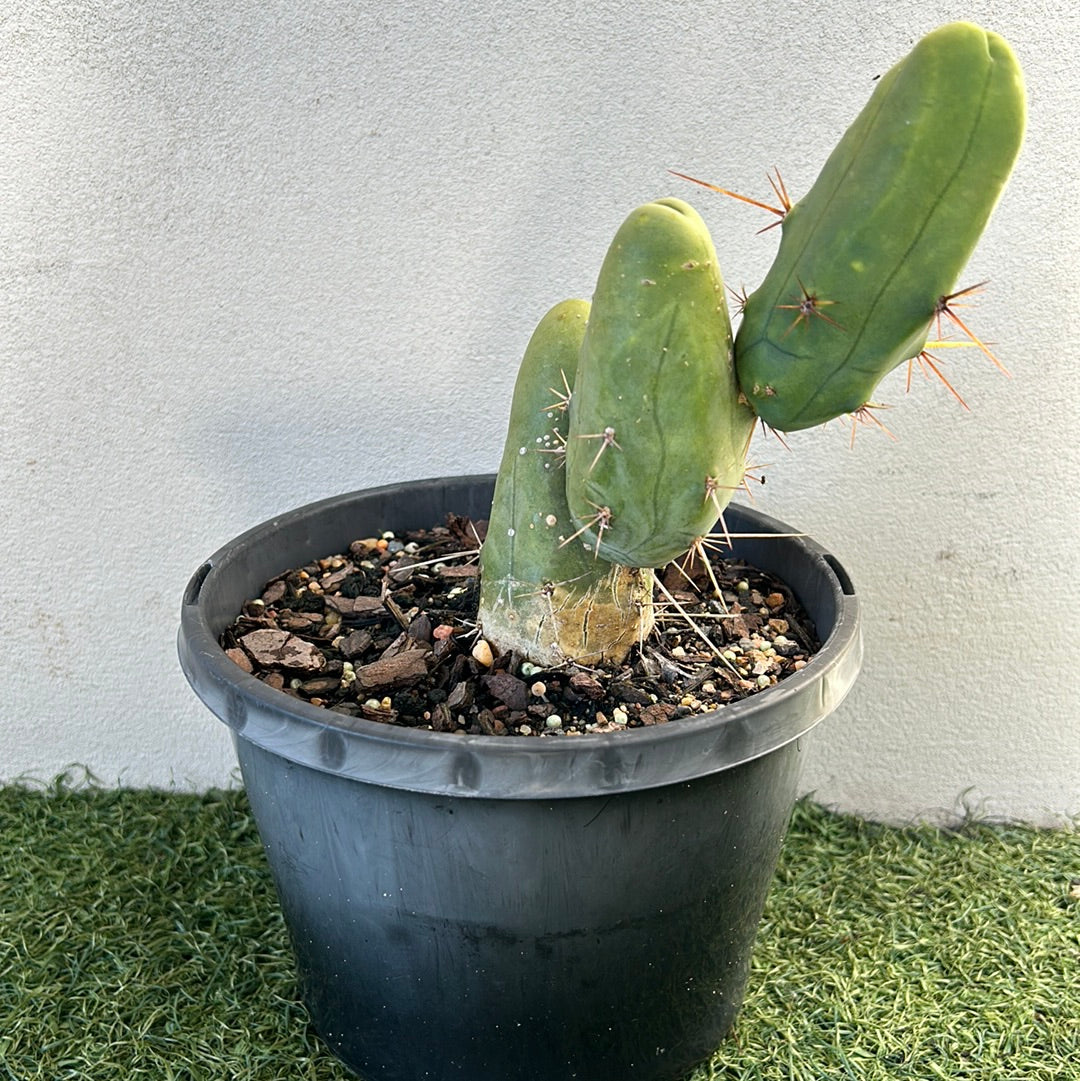 Penis Cactus