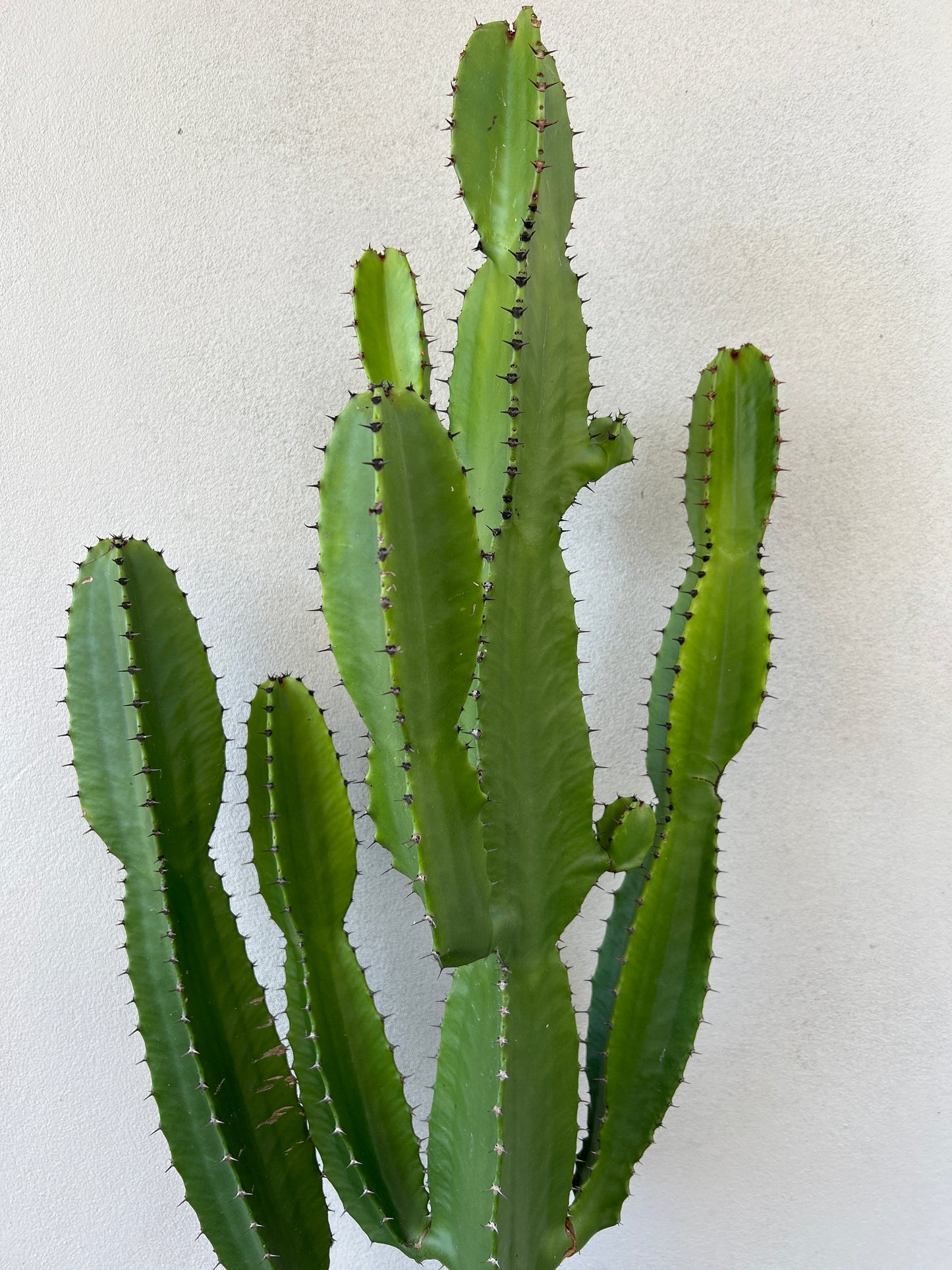 Euphorbia cowboy