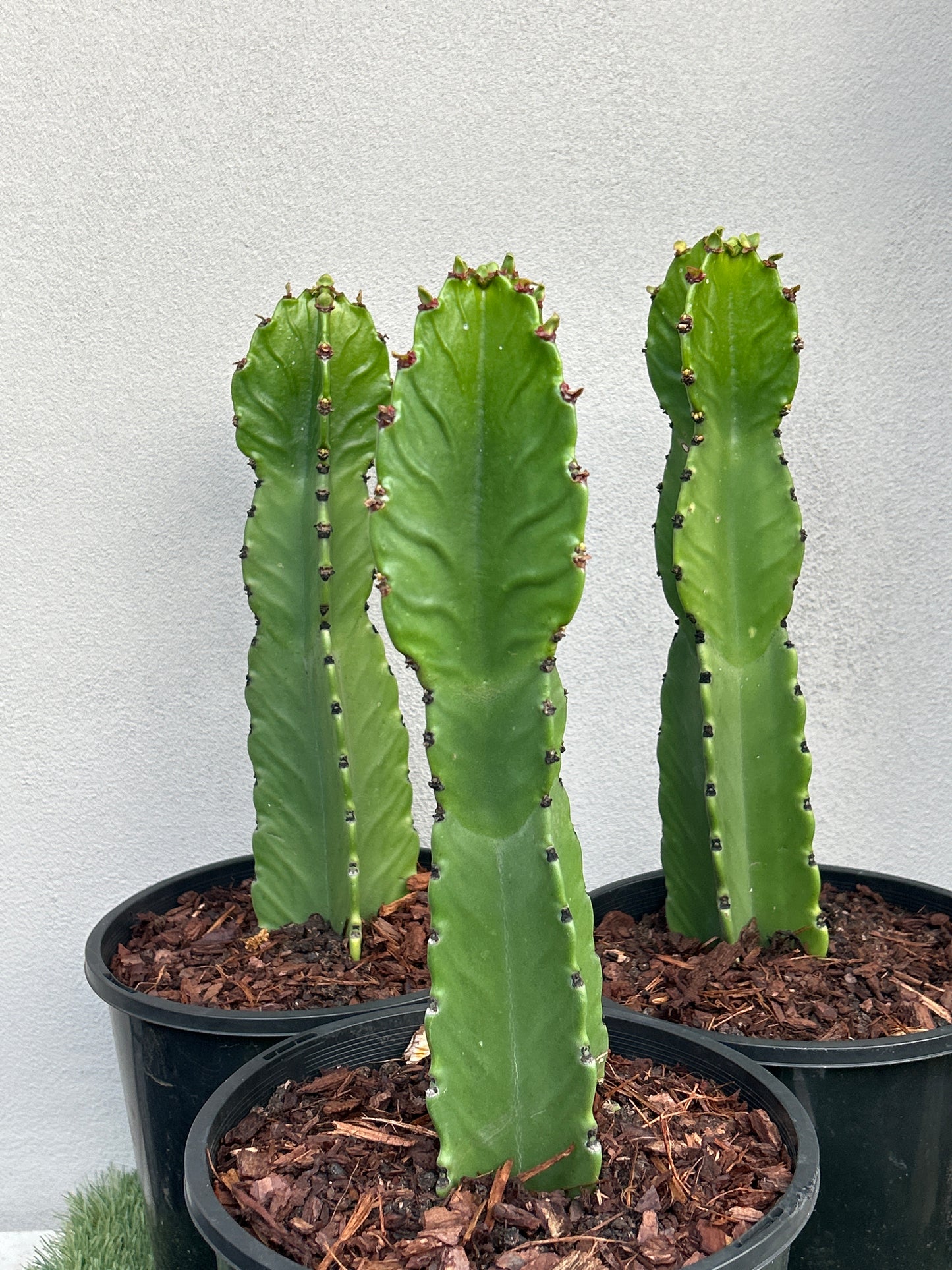 Euphorbia Ingen