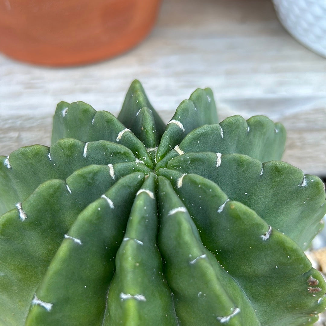 Echinopsis Denudata