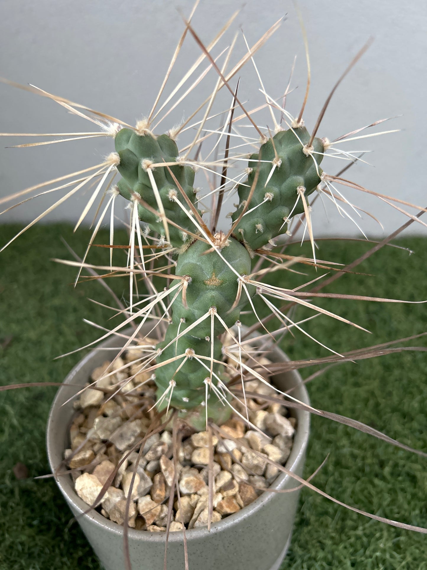 Paper Spine Cactus