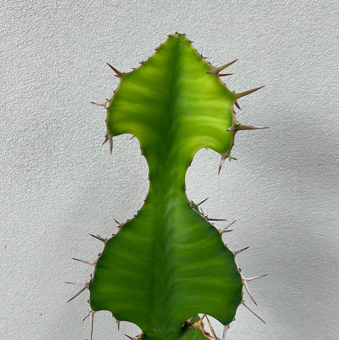 Cow Horn Cactus 2