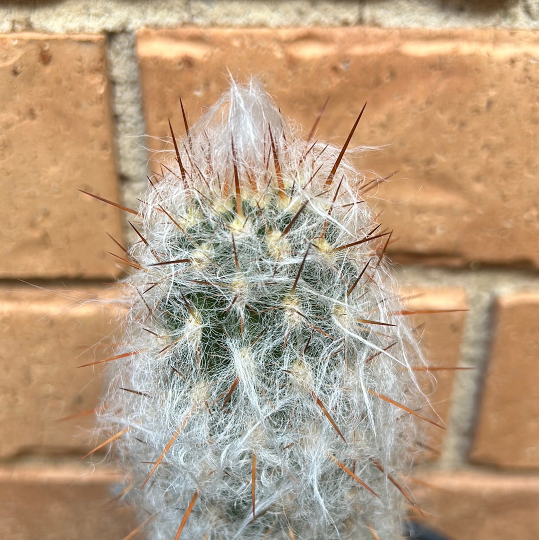 Old man cactus