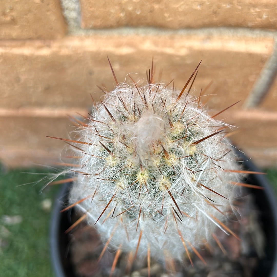 Old man cactus