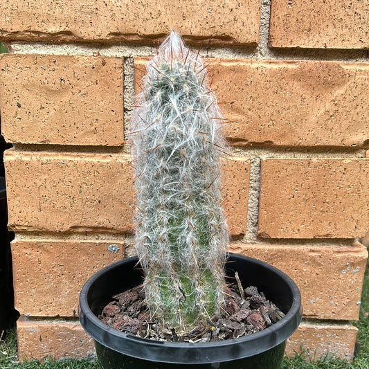 Old man cactus