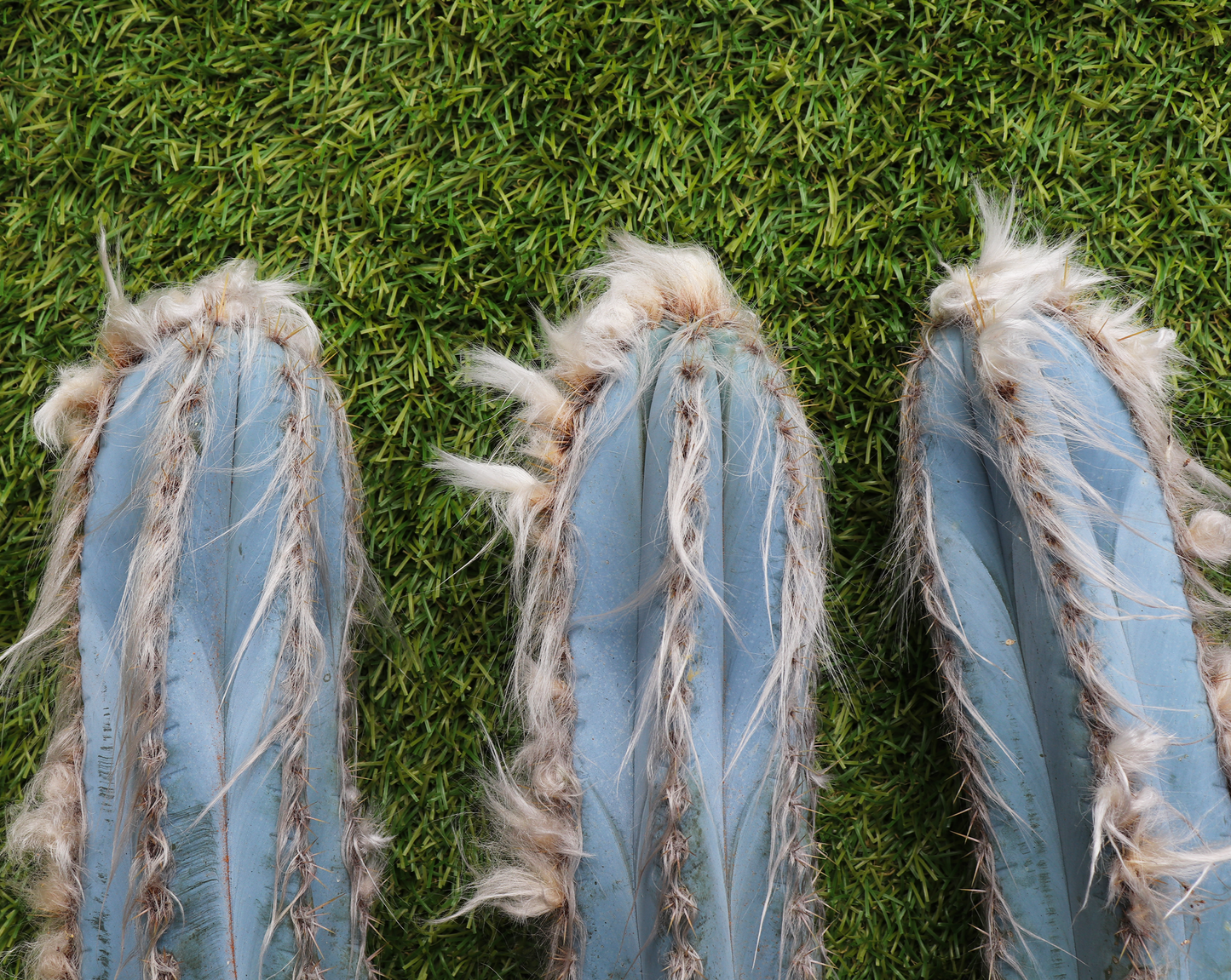 Pilosocereus pachycladus cutting (Blue Torch)