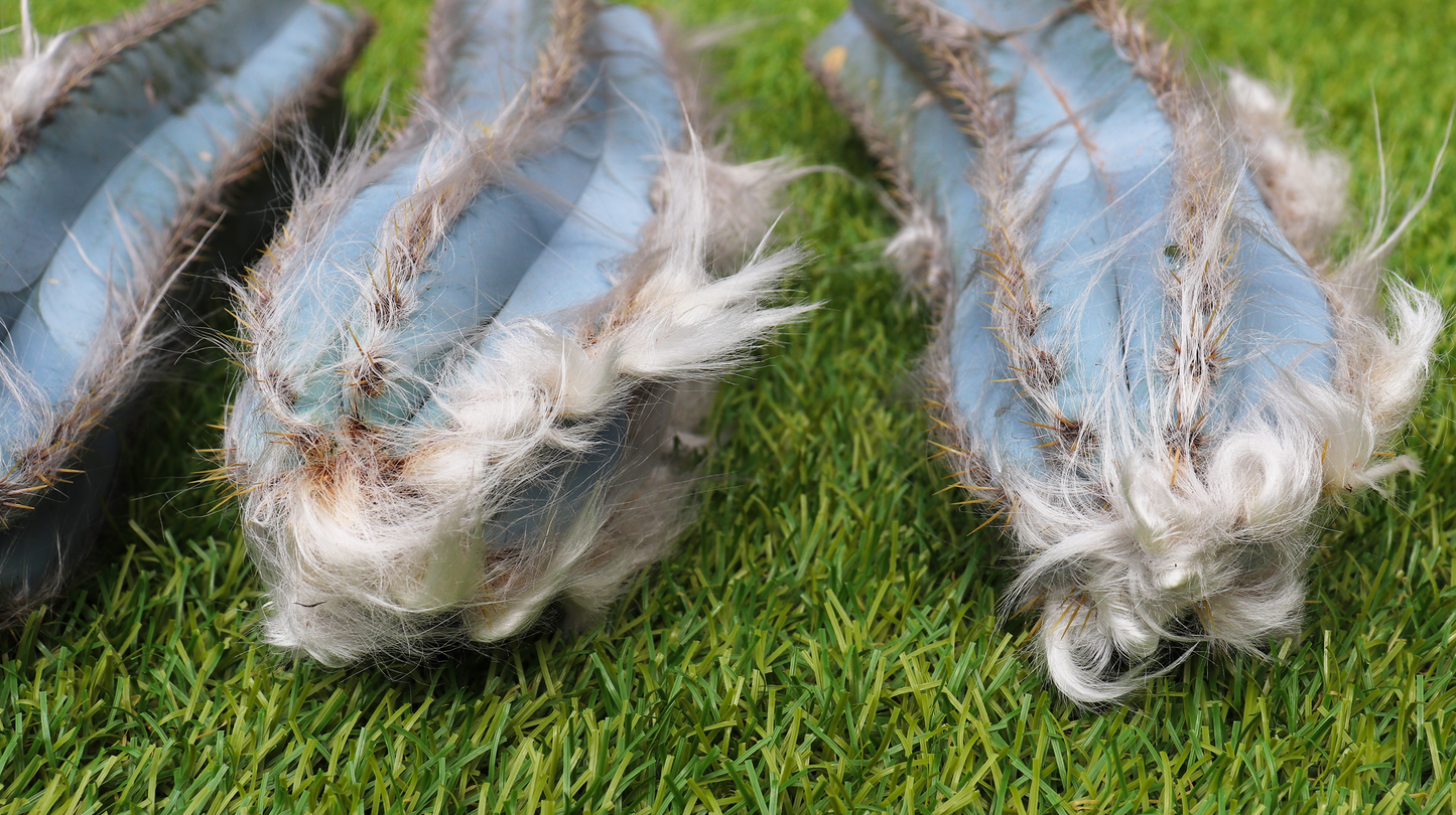 Pilosocereus pachycladus cutting (Blue Torch)