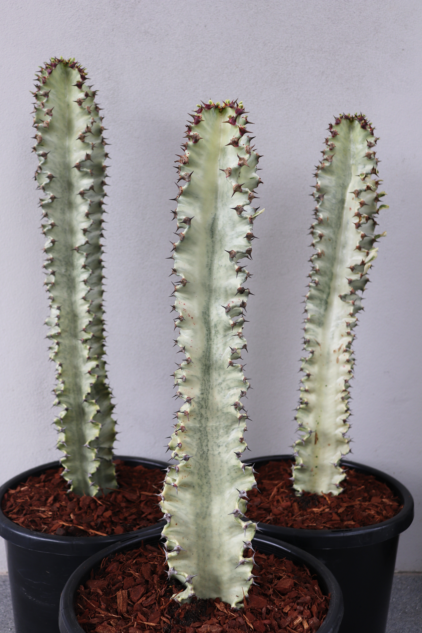 Euphorbia Ammak