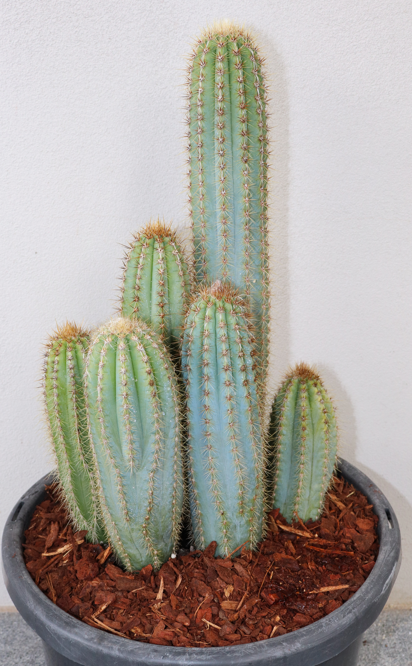 Pilosocereus Blue Torch Cactus - Multi