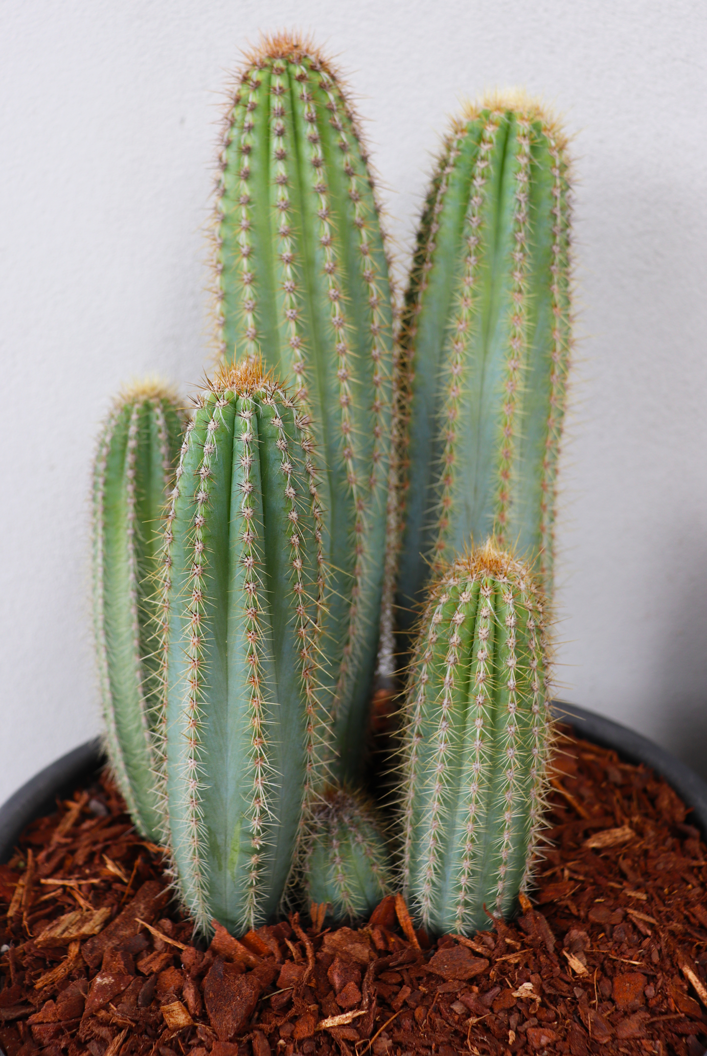 Pilosocereus Blue Torch Cactus - Multi