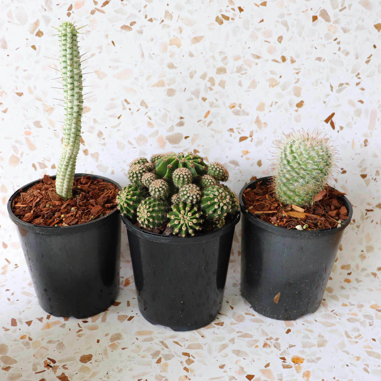 Cactus Bundle Small