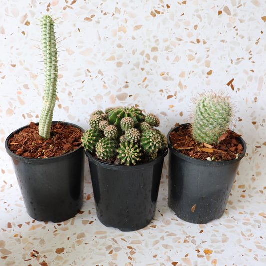 Cactus Bundle Small