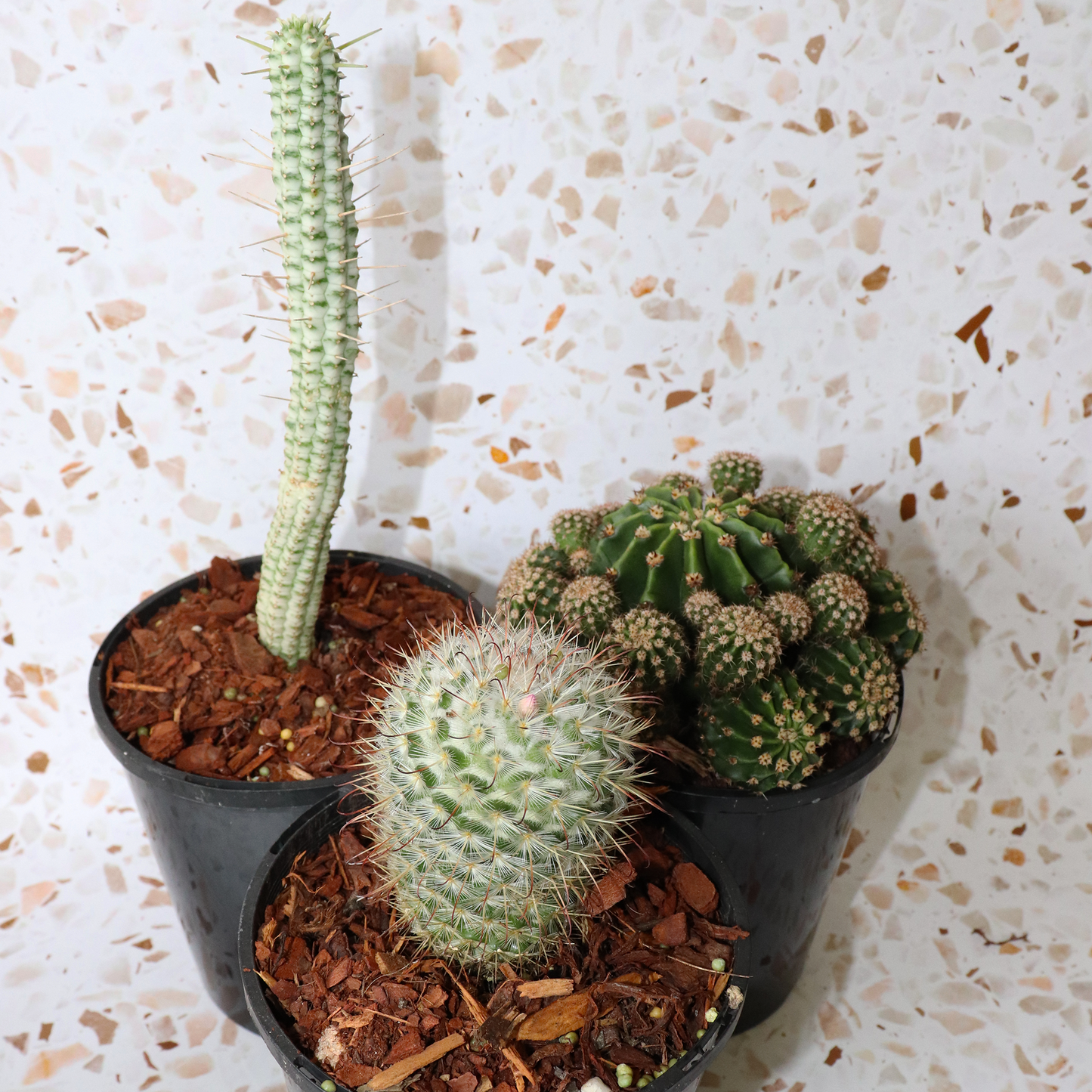 Cactus Bundle Small