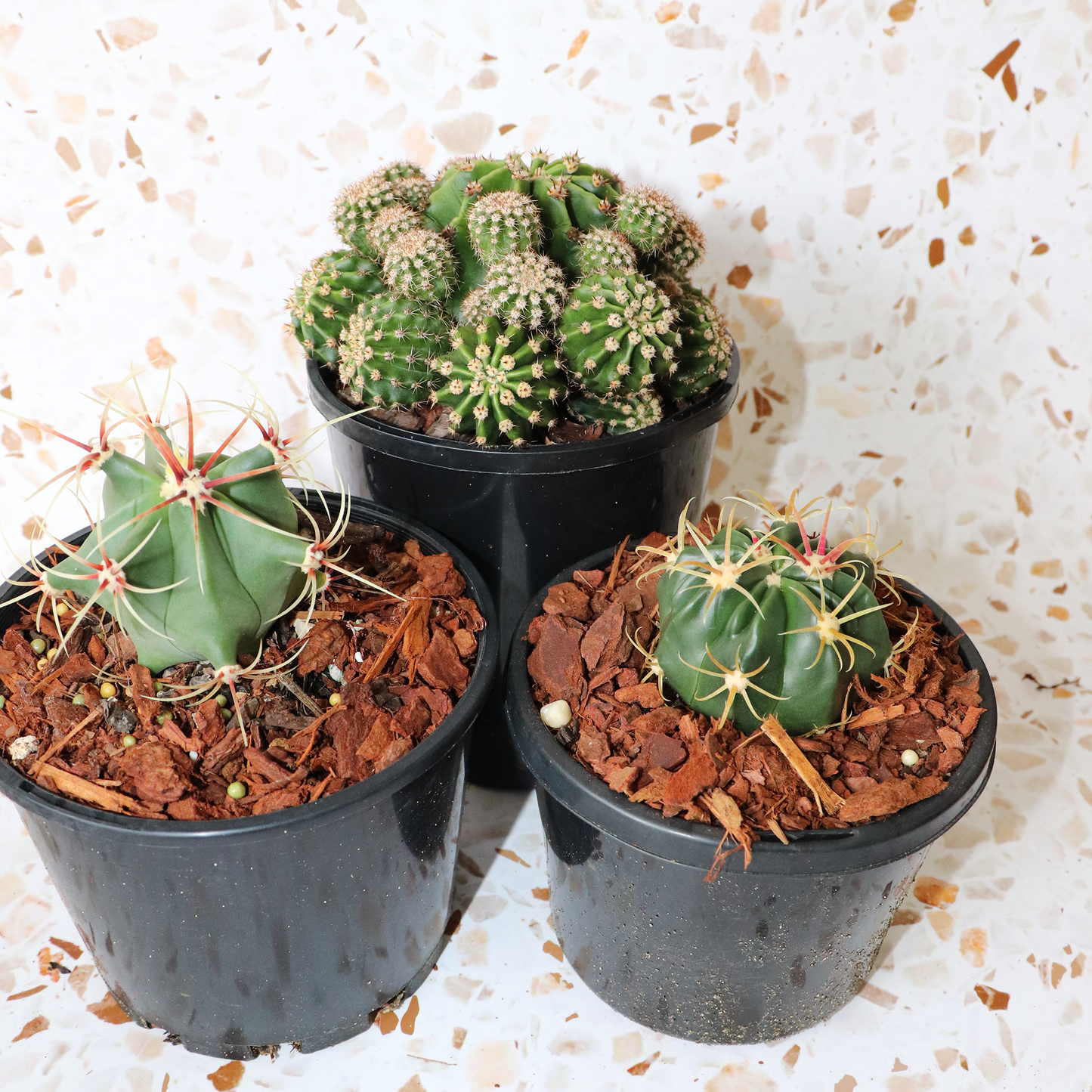 Cactus Bundle Small