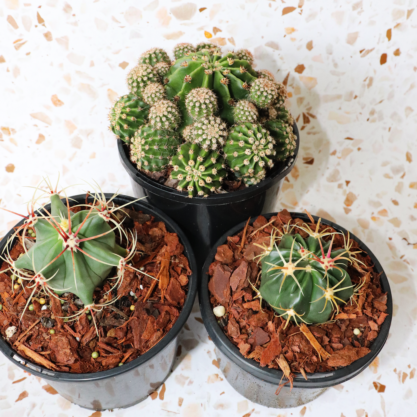 Cactus Bundle Small