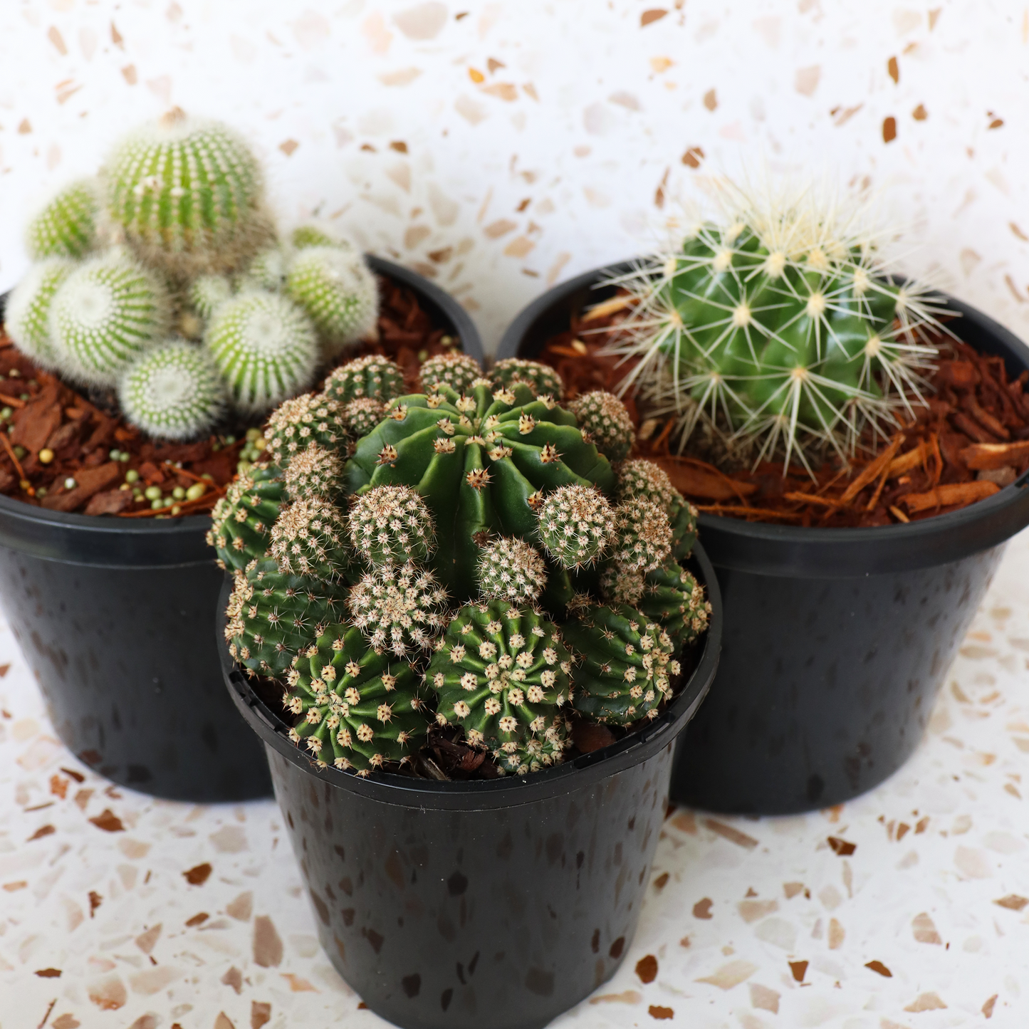 Cactus Bundle - Premium
