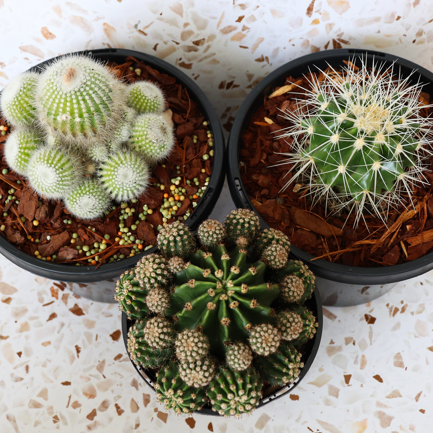 Cactus Bundle - Premium