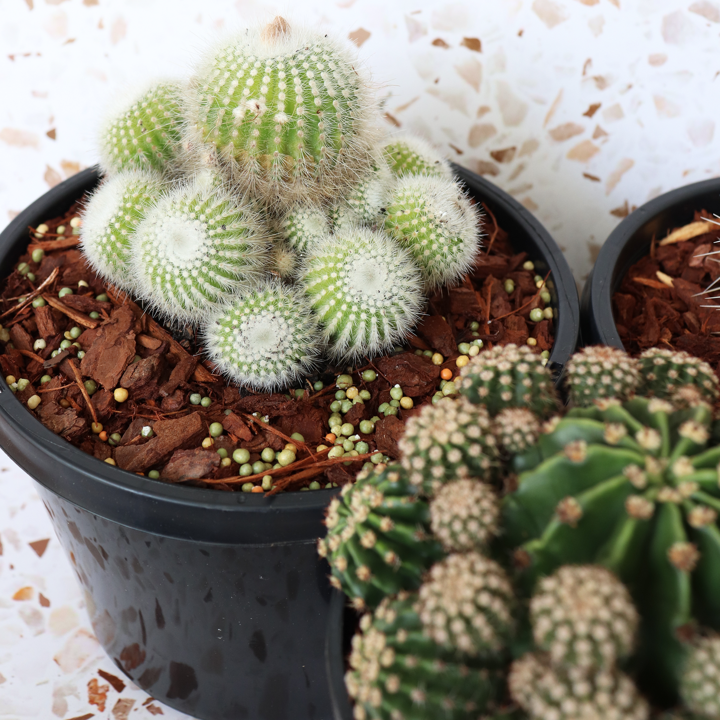 Cactus Bundle - Premium