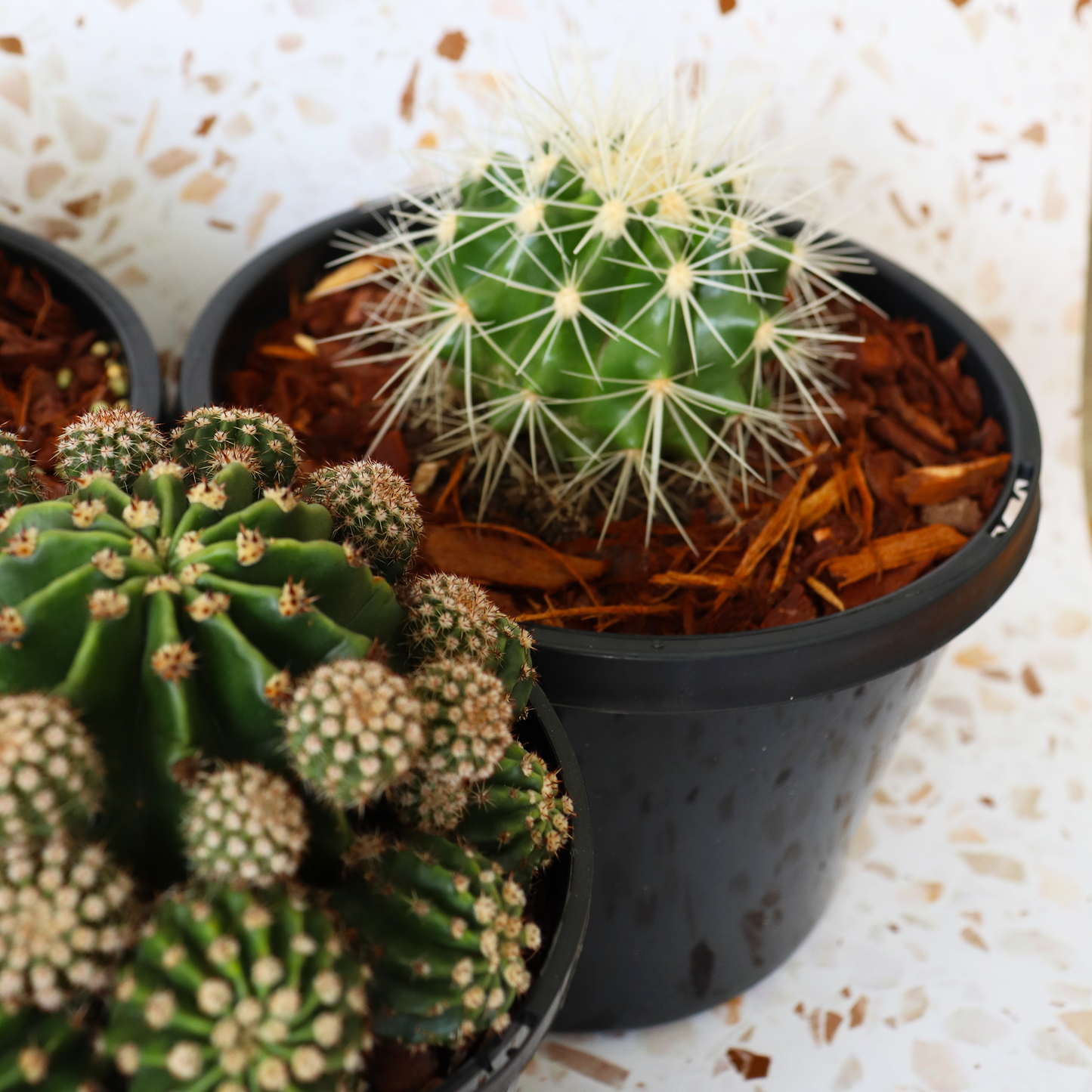 Cactus Bundle - Premium