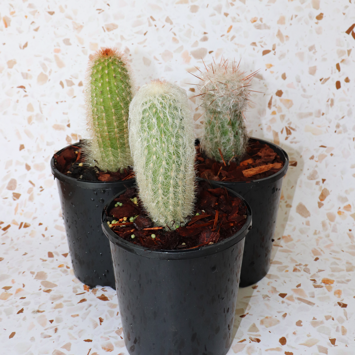 Cactus Bundle Cactus Bundle Small – The Cactus Cartel