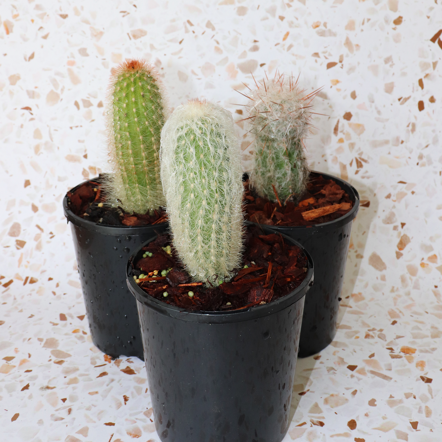 Cactus Bundle Small