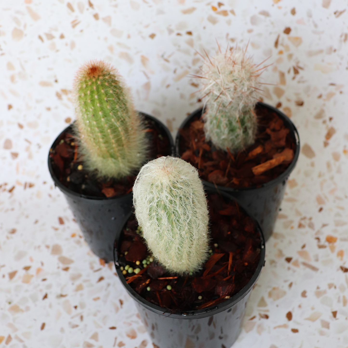 Cactus Bundle Small
