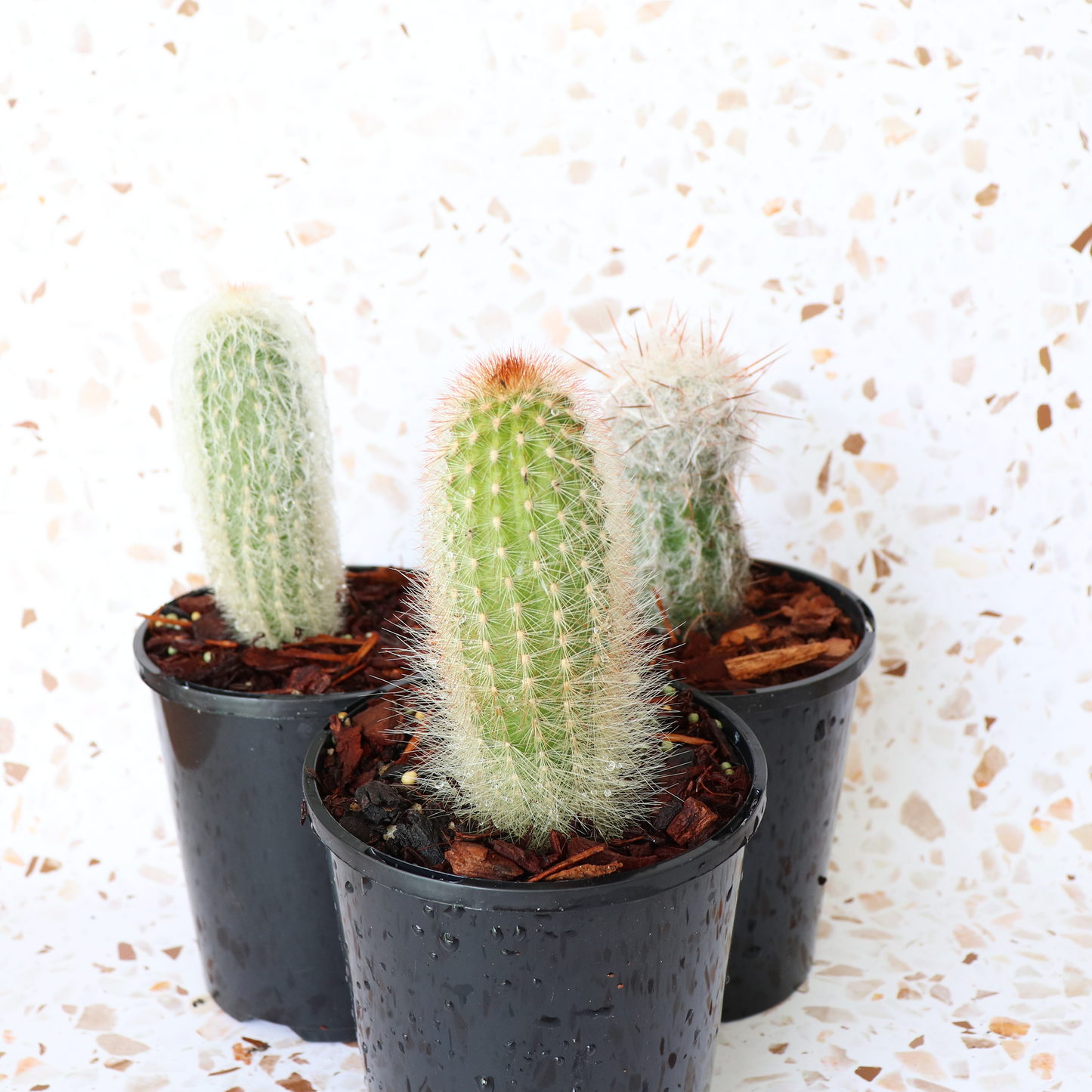 Cactus Bundle Small