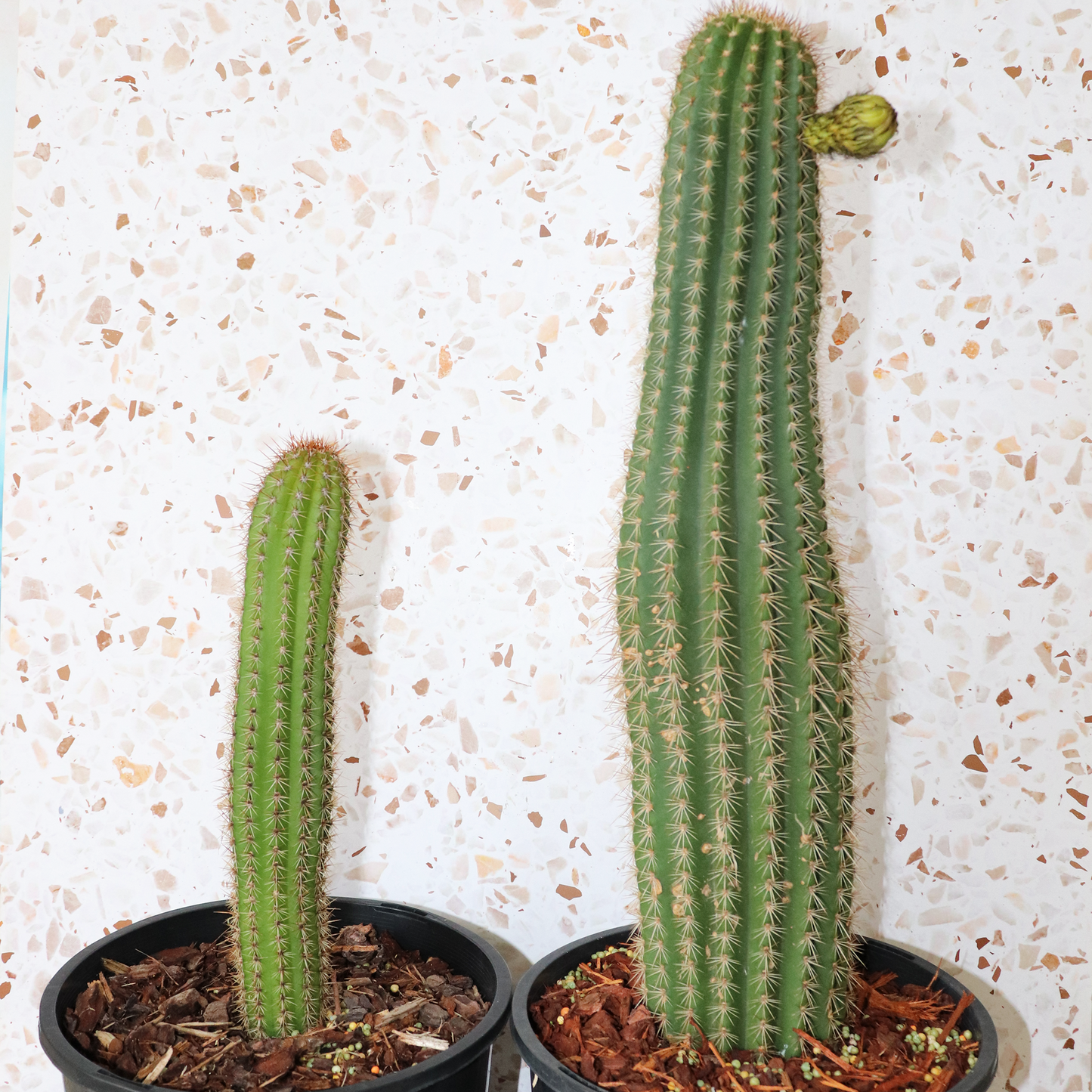 Cactus Bundle Large