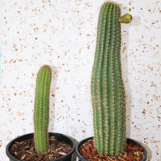 Cactus Bundle Large