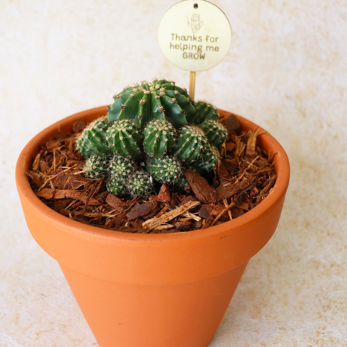 Teacher Gift Cactus