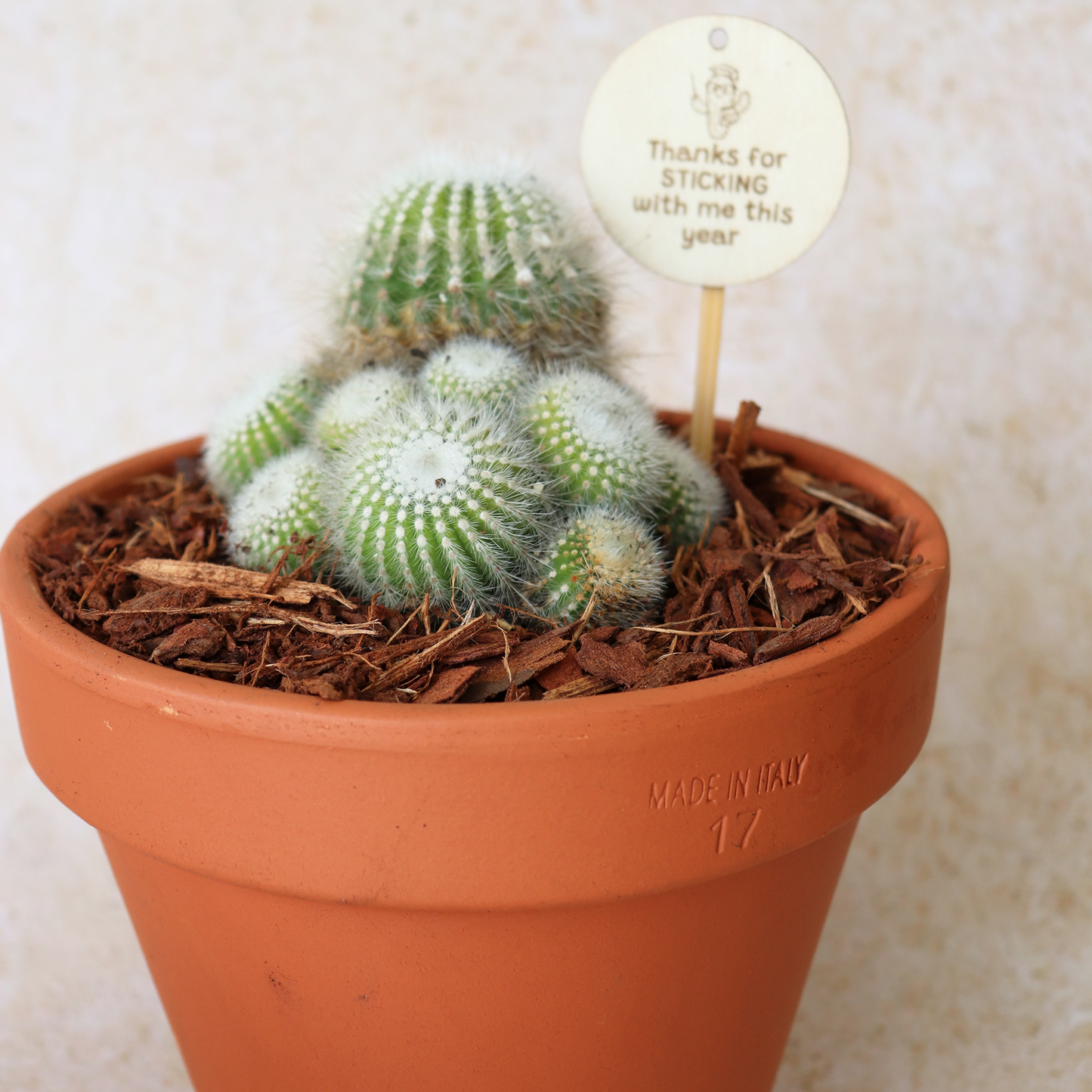 Teacher Gift Cactus