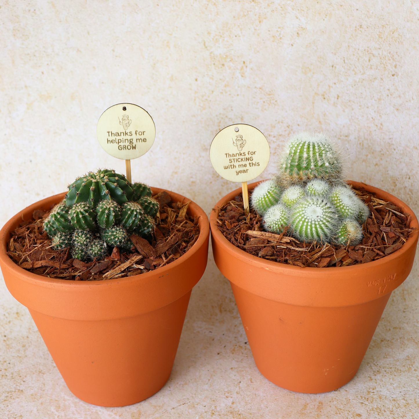 Teacher Gift Cactus