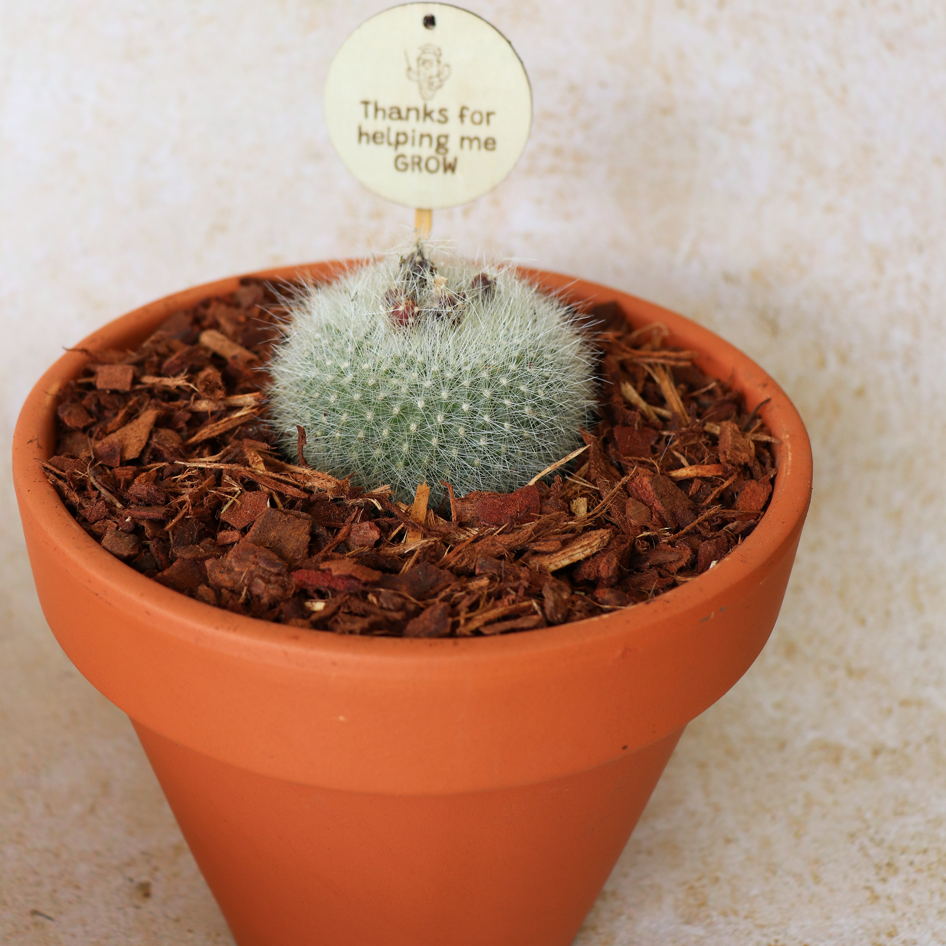 Small cactus in a terracotta pot with a decorative tag on a light background